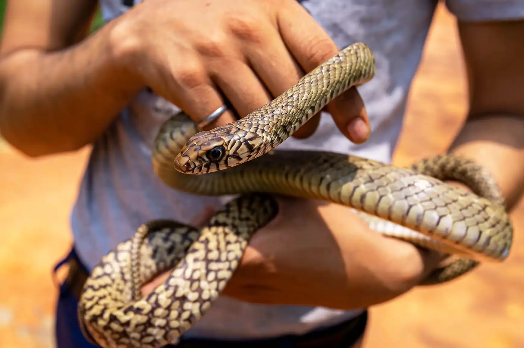 46,900 Indians die of snakebite every year, half of world’s total