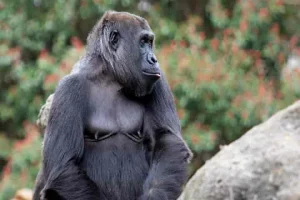 Gorillas develop new sound to connect with zoo keepers