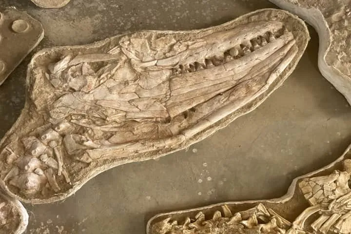 66 million years ago this king size lizard ruled the oceans