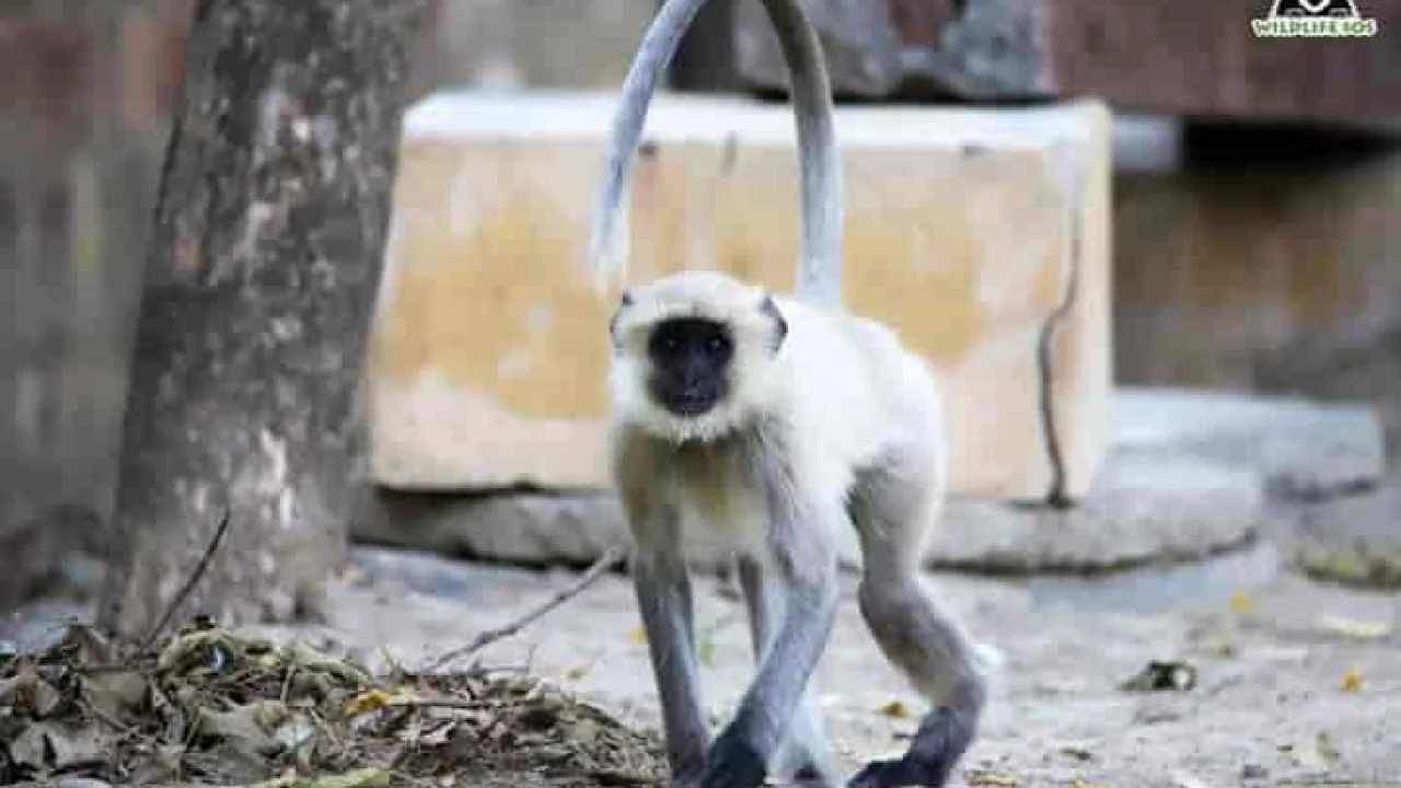 Severely ill langur kept as pet rescued in Agra - Indianarrative