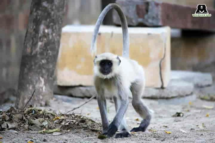 Severely ill langur kept as pet rescued in Agra