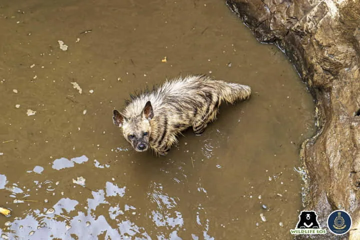 Vigilant villager helps rescue Striped hyena from 30-foot-deep well in Maharashtra