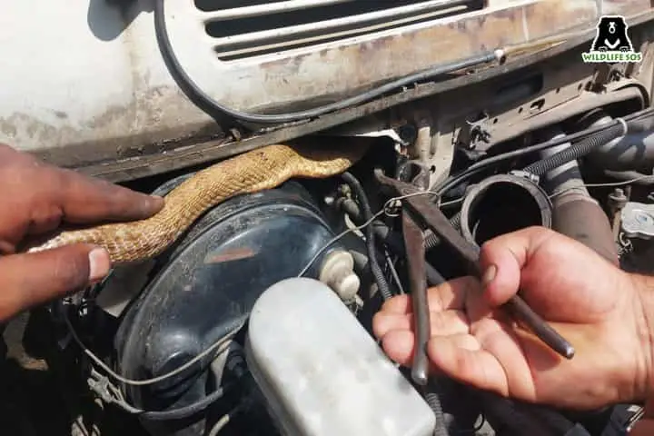 Snake curled on steering wheel of tourist bus in Srinagar triggers scare