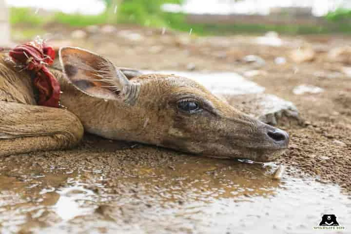 Nilgai calf rescued from ferocious dogs in Delhi