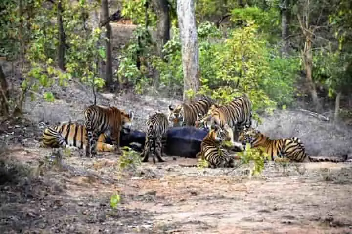 Tigress ‘Mausi’ takes charge of sister’s orphaned cubs and trains them to hunt