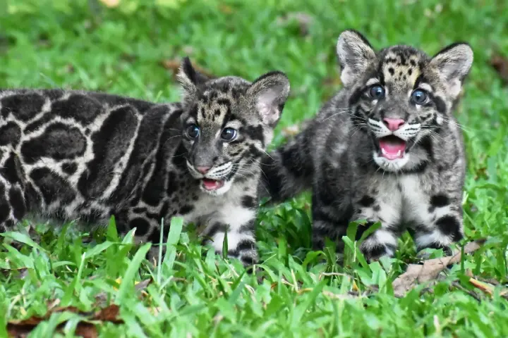 Two clouded leopards join Tripura Zoo after 12-year breeding scheme