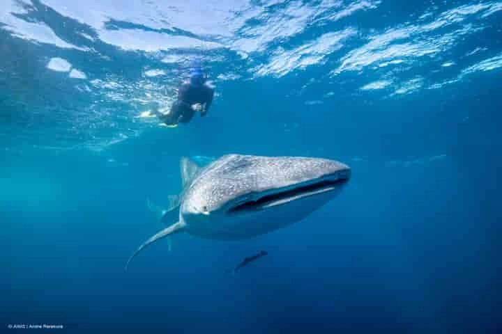 Not just meat, giant Whale sharks also gorge on plants
