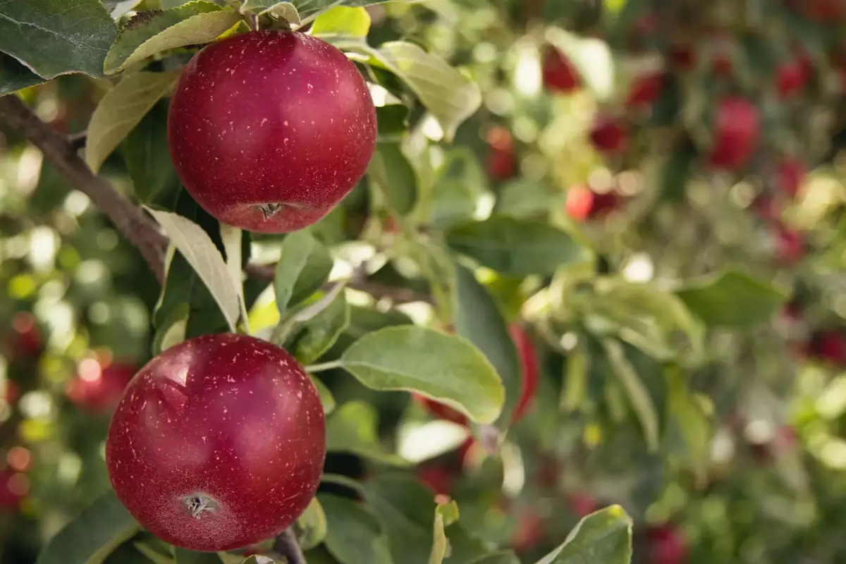 Climate change emerges as big threat to apple orchards in Himachal Pradesh