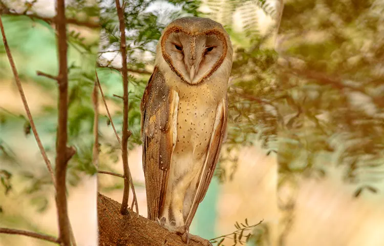 Barn owl saved from traffickers in Gujarat