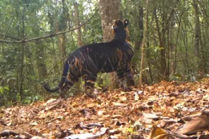 Video: Rare black tiger marking a tree in Odisha