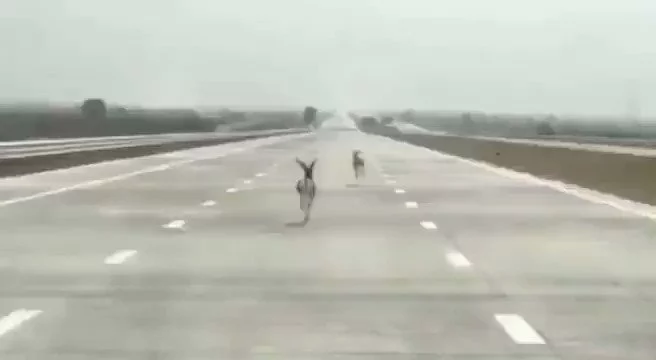 Video shocker: Blackbucks run for dear life on Maharashtra highway as crazy motorist drives in hot pursuit