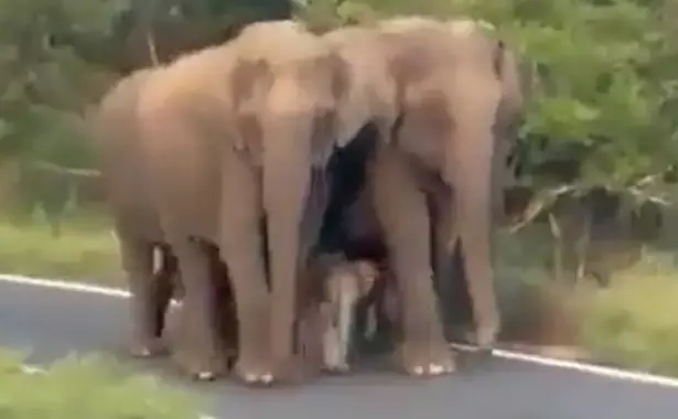 WATCH: Massive Jumbos extending Z+++ security to tiny baby elephant in Tamil Nadu forest!