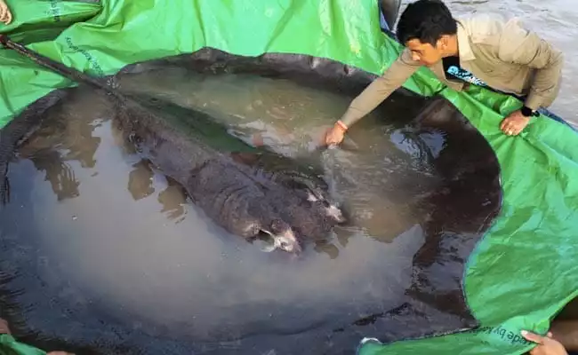 Biggest freshwater fish in the world caught in Cambodia from Mekong River