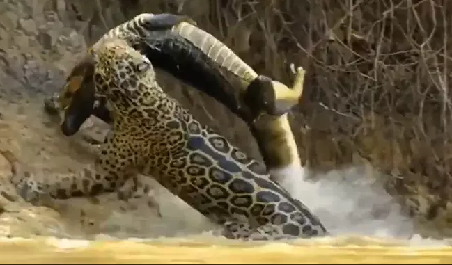 WATCH: Mighty Jaguar hunting down deadly crocodile in river