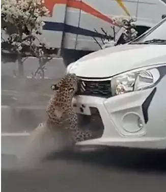 Caught on Camera: Speeding car rams into leopard on highway