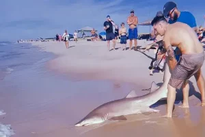 WATCH: Man drags live shark out of sea at popular New York beach