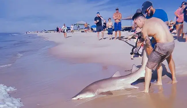 WATCH: Man drags live shark out of sea at popular New York beach