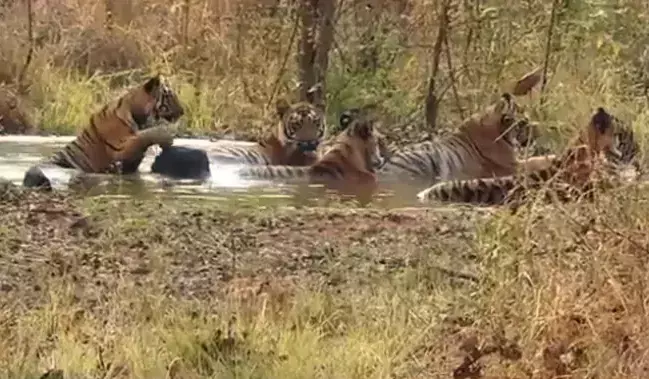 Video: Family of tigers sitting in a pond to beat the heat