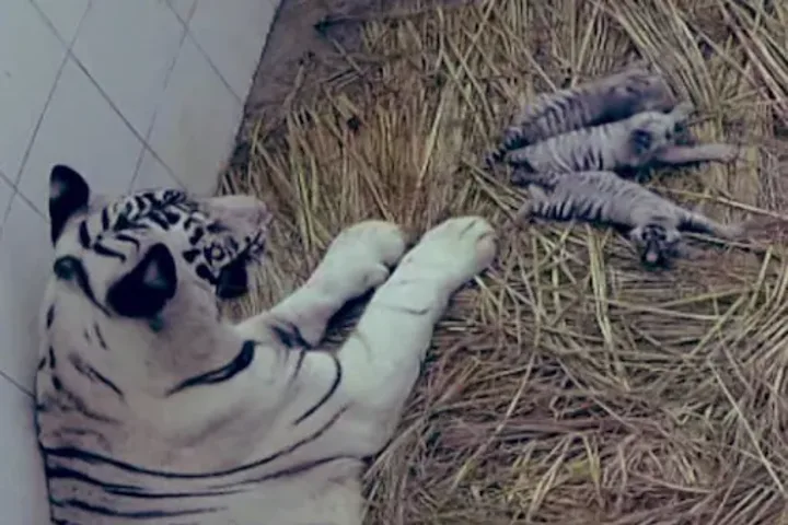 Delhi Zoo sees birth of 3 white tigers after 7 long years