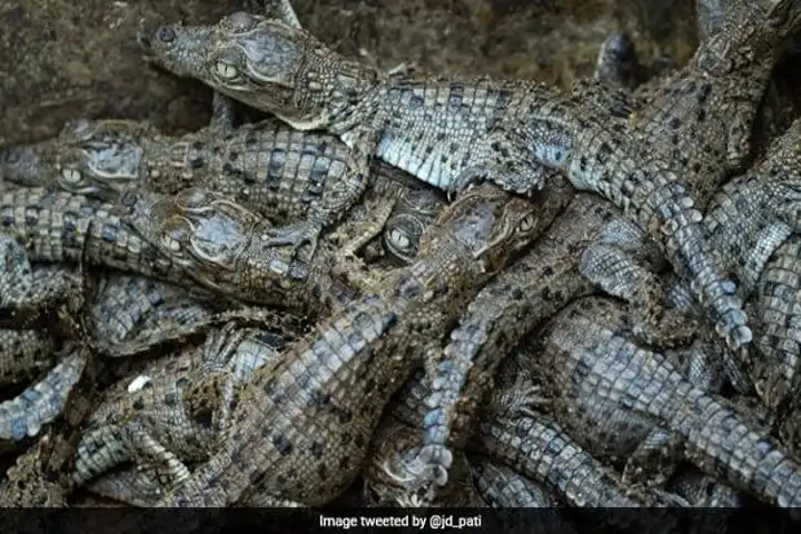 Record 3,700 crocodiles born in Odisha’s Bhitarkanika National Park