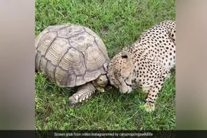 Viral video: Cheetah & tortoise are best friends!
