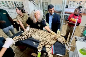 Stage set for PM Modi to release 8 cheetahs in Kuno National Park on his birthday