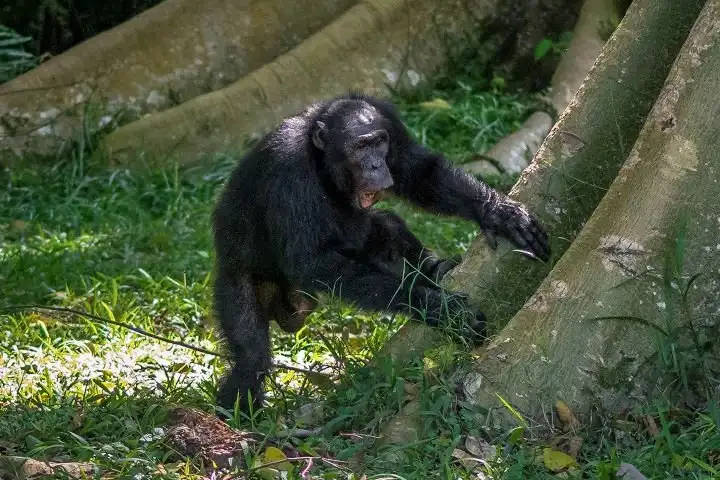 Here’s how chimpanzees send long distance messages through trees  