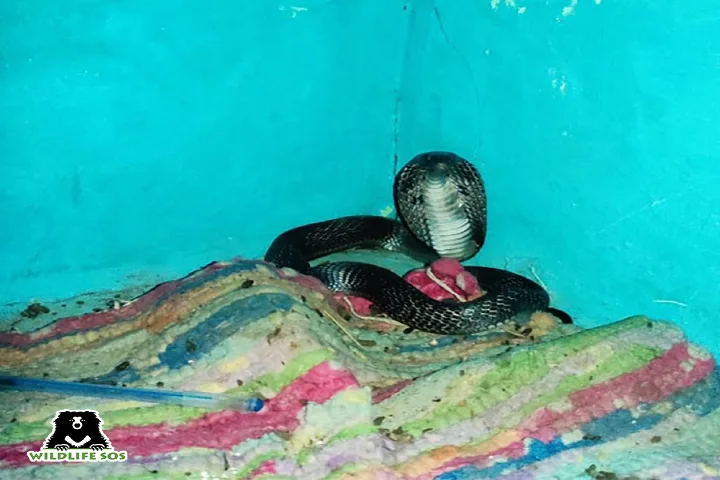 Cobra Found at home