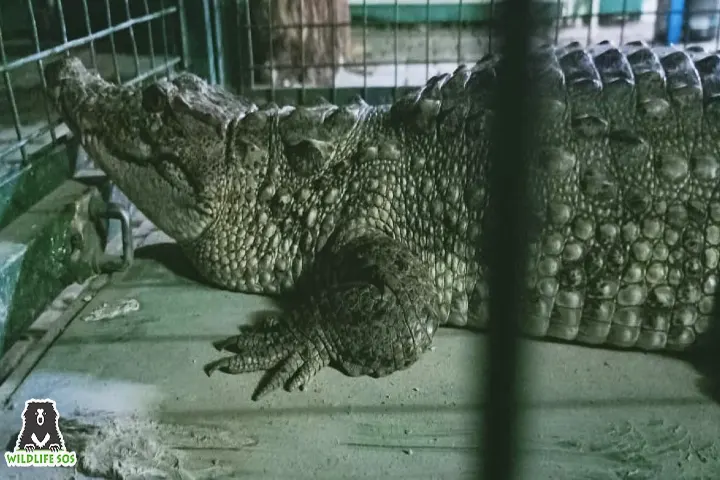 Two crocodiles rescued amid flooding in Vadodara localities
