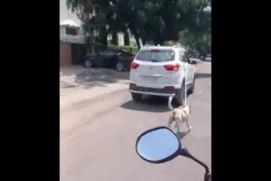 Video: Top doctor in Jodhpur drags stray dog behind car, police file case