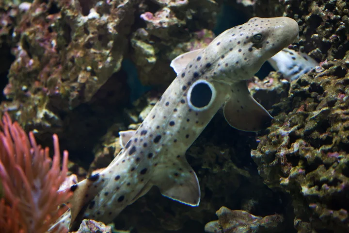 Epaulette Shark2