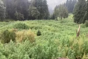 Narcotics Bureau destroys 12,900 bighas of illicit ganja in Himachal to crush drug menace 