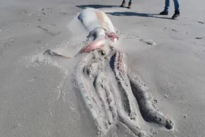 Rare sight of 13-foot-long giant squid stuns tourists on New Zealand beach