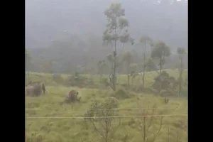 WATCH: Kerala man stuck on tree for one-and-a-half hour to escape wild elephants