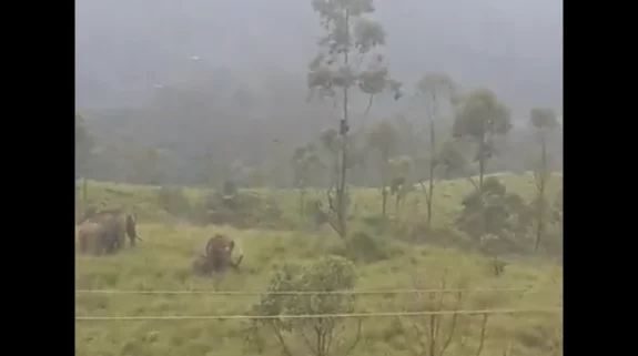 WATCH: Kerala man stuck on tree for one-and-a-half hour to escape wild elephants