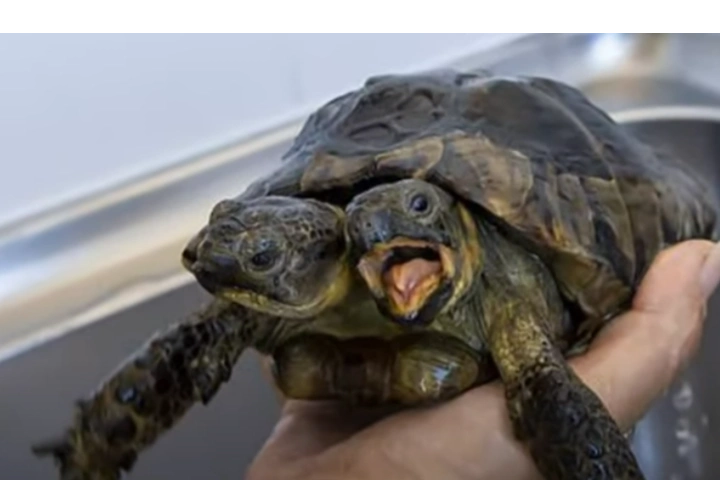 Two-headed tortoise Janus celebrates 25th birthday