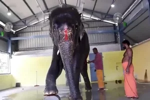 Assam wants return of elephants from Tamil Nadu, petitions High Court