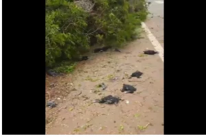 Viral video: Felling of tree crushes hundreds of birds to death
