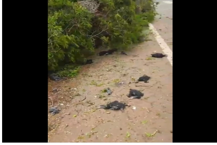 Viral video: Felling of tree crushes hundreds of birds to death