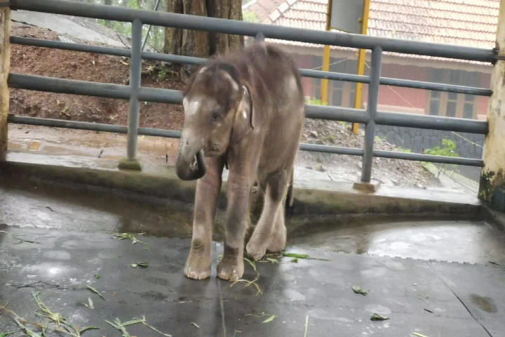 Elephant Centre in Kerala to celebrate rescued calf’s first anniversary