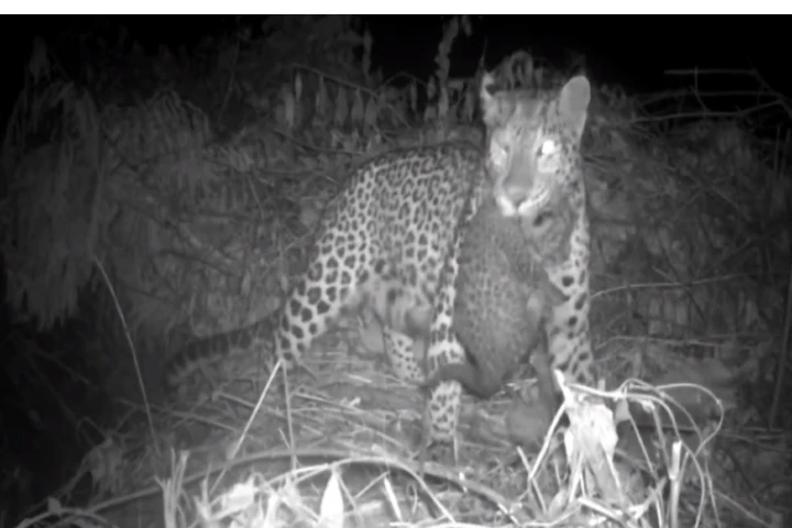 WATCH: Lost leopard cub reunites with mother