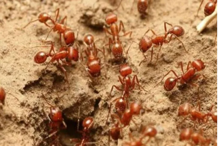 Lakhs of red ants invade Odisha village making residents flee