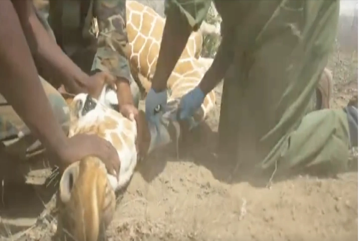 WATCH: Quick action saves snared giraffe from grievous injury