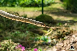 5-foot-long snake sneaks into Rashtrapati Bhavan gardens