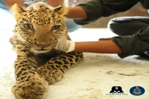 Leopard with severe spine injuries rescued by Maharashtra Forest Dept.