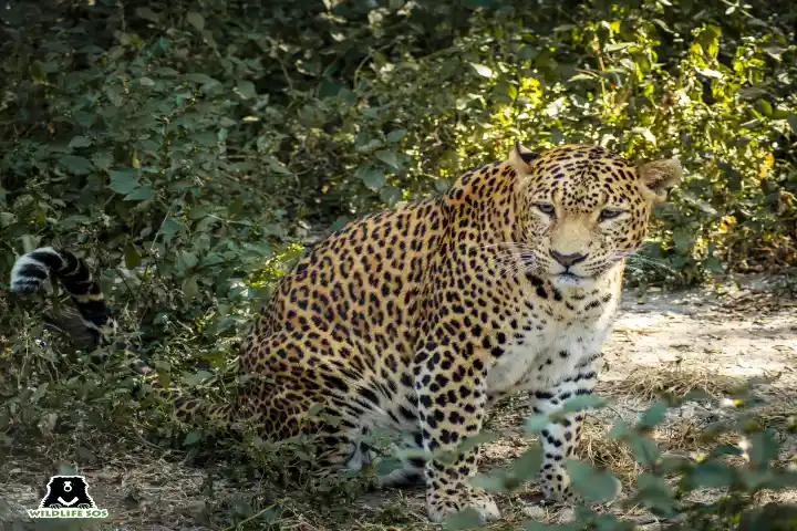 Vitthal Leopard