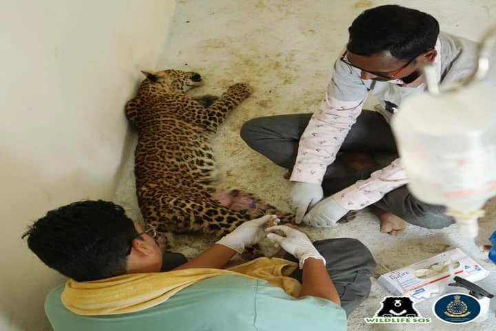 Leopard with spine injuries2