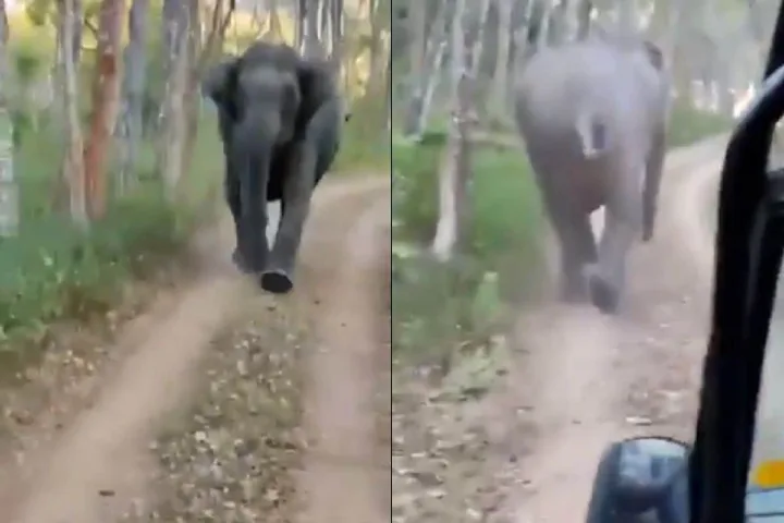 Video:  Smart driver escapes angry elephant on Karnataka forest road
