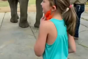 Video: Little girl and big elephant enjoy dancing together