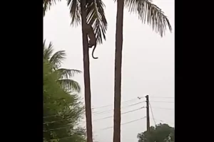 WATCH: Leopards racing up a coconut tree